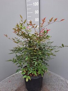 Nandina domestica 60-80 cm cont. 10L - afbeelding 6