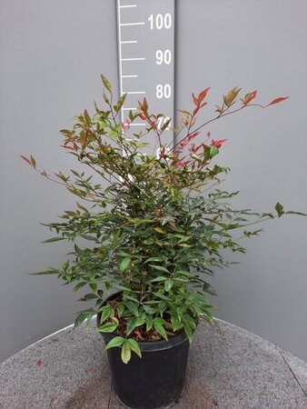 Nandina domestica 60-80 cm cont. 10L - afbeelding 5