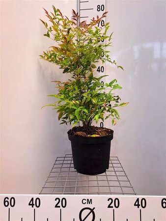 Nandina domestica 60-80 cm cont. 10L - afbeelding 2