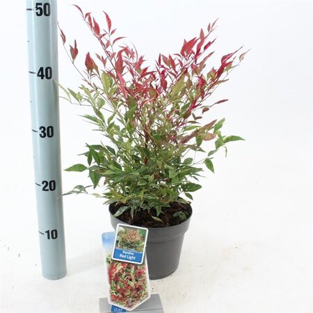 Nandina d. Red Light 20-25 cm cont. 2,0L - image 1