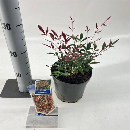 Nandina d. Red Light 20-25 cm cont. 2,0L - image 2