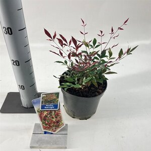Nandina d. Red Light 20-25 cm cont. 2,0L - image 2