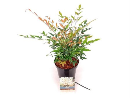 Nandina d. 'Twilight' 30-40 cm cont. 3,0L