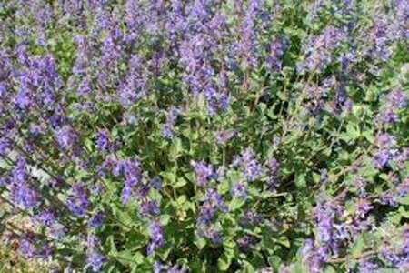 Nepeta faassenii geen maat specificatie 0,55L/P9cm - afbeelding 5
