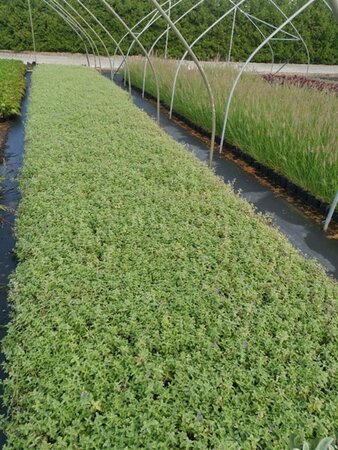 Nepeta faassenii geen maat specificatie 0,55L/P9cm - afbeelding 5