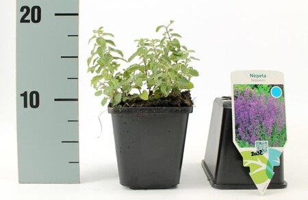 Nepeta faassenii geen maat specificatie 0,55L/P9cm - afbeelding 5