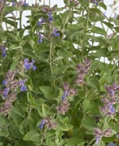 Nepeta faassenii geen maat specificatie 0,55L/P9cm - afbeelding 8
