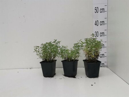 Nepeta faassenii geen maat specificatie 0,55L/P9cm - afbeelding 6