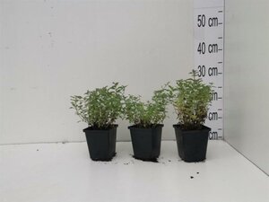 Nepeta faassenii geen maat specificatie 0,55L/P9cm - afbeelding 6