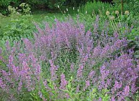 Nepeta faassenii geen maat specificatie 0,55L/P9cm - afbeelding 4