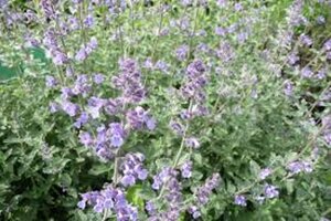 Nepeta faassenii geen maat specificatie 0,55L/P9cm - image 2