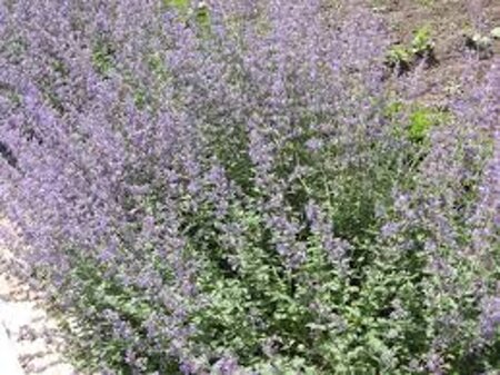Nepeta faassenii geen maat specificatie 0,55L/P9cm - image 3