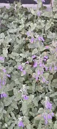 Nepeta faassenii geen maat specificatie 0,55L/P9cm - image 5