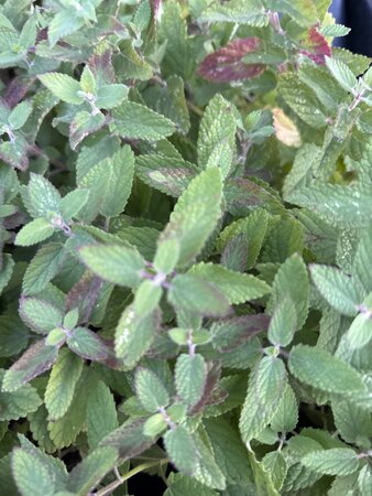 Nepeta grandiflora 'Dawn to Dusk' geen maat specificatie 0,55L/P9cm - afbeelding 1