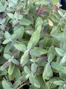 Nepeta grandiflora 'Dawn to Dusk' geen maat specificatie 0,55L/P9cm