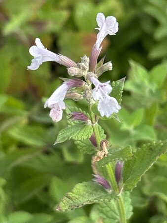 Nepeta grandiflora 'Dawn to Dusk' geen maat specificatie 0,55L/P9cm - afbeelding 2