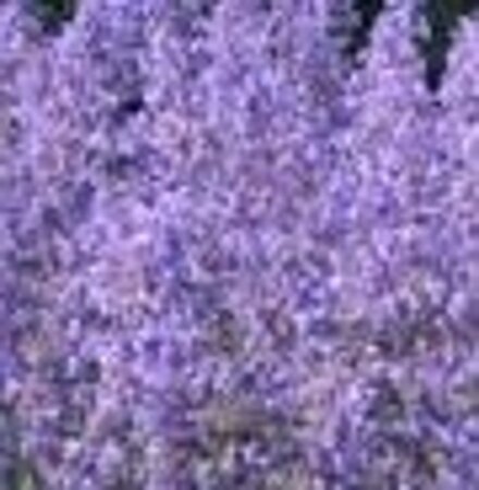 Nepeta 'Grol' geen maat specificatie 0,55L/P9cm - afbeelding 3
