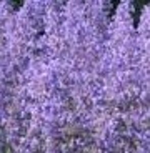 Nepeta 'Grol' geen maat specificatie 0,55L/P9cm - afbeelding 3