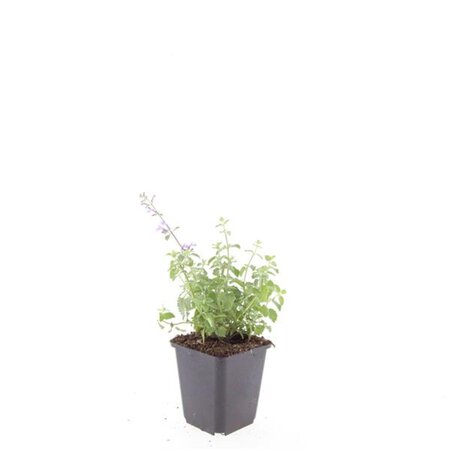 Nepeta 'Grol' geen maat specificatie 0,55L/P9cm - afbeelding 1