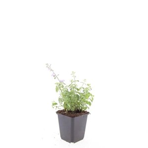 Nepeta 'Grol' geen maat specificatie 0,55L/P9cm