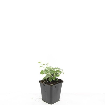 Nepeta 'Grol' geen maat specificatie 0,55L/P9cm - afbeelding 2