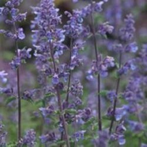 Nepeta 'Grol' geen maat specificatie 0,55L/P9cm - afbeelding 4