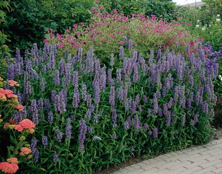 Nepeta nervosa geen maat specificatie 0,55L/P9cm - afbeelding 3