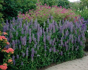 Nepeta nervosa geen maat specificatie 0,55L/P9cm - afbeelding 3