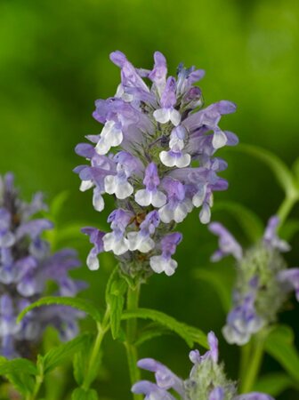 Nepeta nervosa geen maat specificatie 0,55L/P9cm - afbeelding 5