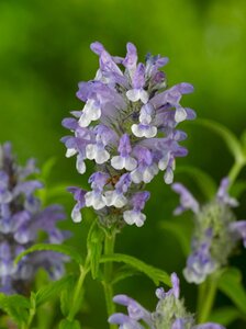 Nepeta nervosa geen maat specificatie 0,55L/P9cm - afbeelding 5
