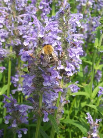 Nepeta nervosa geen maat specificatie 0,55L/P9cm - afbeelding 6