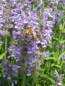 Nepeta nervosa geen maat specificatie 0,55L/P9cm - afbeelding 6
