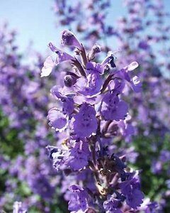 Nepeta racemosa 'Blue Wonder' geen maat specificatie 0,55L/P9cm