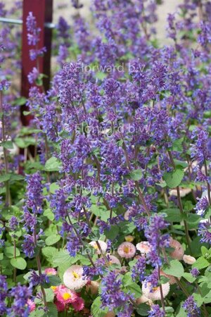 Nepeta racemosa 'Grog' geen maat specificatie 0,55L/P9cm - afbeelding 3