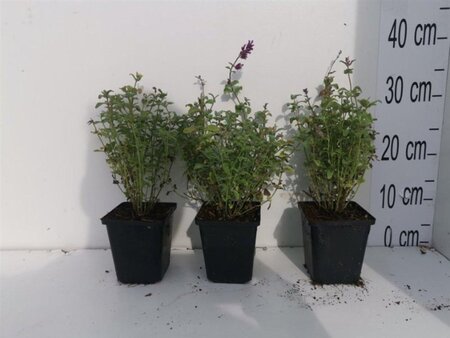 Nepeta racemosa 'Grog' geen maat specificatie 0,55L/P9cm - afbeelding 1