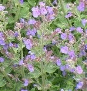 Nepeta racemosa 'Grog' geen maat specificatie 0,55L/P9cm - afbeelding 1