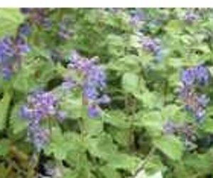 Nepeta racemosa 'Little Titch' geen maat specificatie 0,55L/P9cm