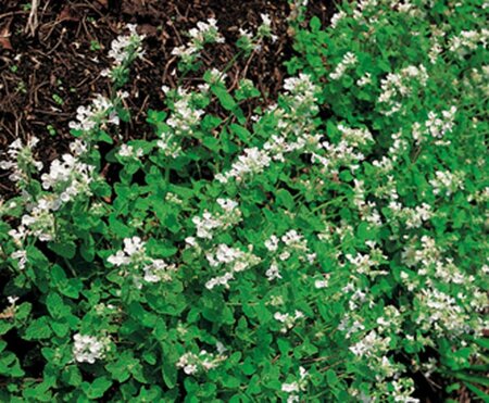 Nepeta racemosa 'Snowflake' geen maat specificatie 0,55L/P9cm - afbeelding 3