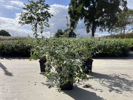 Nepeta racemosa 'Snowflake' geen maat specificatie 0,55L/P9cm - afbeelding 1