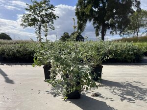 Nepeta racemosa 'Snowflake' geen maat specificatie 0,55L/P9cm