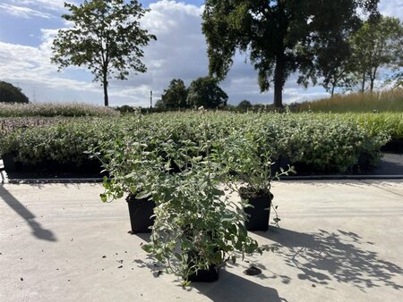 Nepeta racemosa 'Snowflake' geen maat specificatie 0,55L/P9cm - afbeelding 2