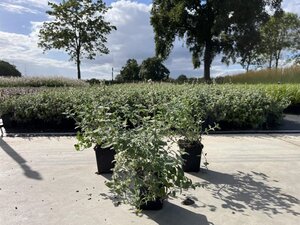 Nepeta racemosa 'Snowflake' geen maat specificatie 0,55L/P9cm - afbeelding 2