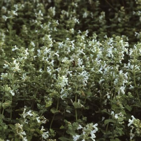 Nepeta racemosa 'Snowflake' geen maat specificatie 0,55L/P9cm - afbeelding 4