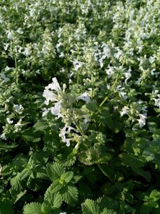 Nepeta racemosa 'Snowflake' geen maat specificatie 0,55L/P9cm