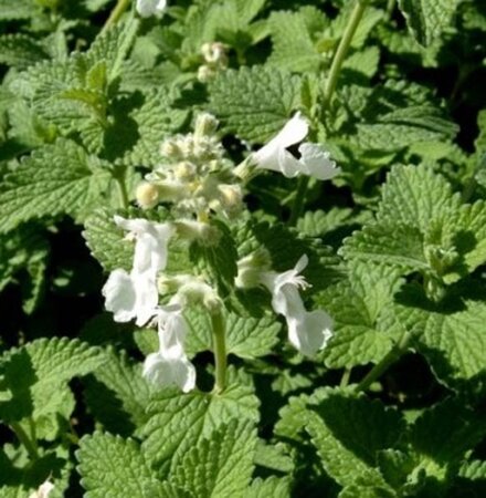 Nepeta racemosa 'Snowflake' geen maat specificatie 0,55L/P9cm - afbeelding 5