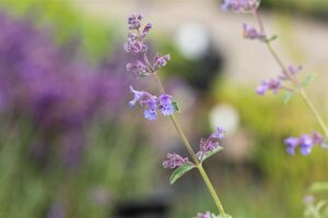 Nepeta 'Six Hills Giant' geen maat specificatie 0,55L/P9cm