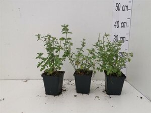 Nepeta 'Six Hills Giant' geen maat specificatie 0,55L/P9cm - afbeelding 10