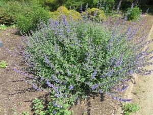 Nepeta 'Six Hills Giant' geen maat specificatie 0,55L/P9cm - afbeelding 12
