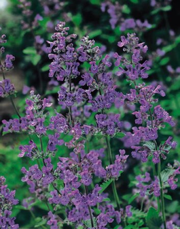 Nepeta 'Six Hills Giant' geen maat specificatie 0,55L/P9cm - afbeelding 3