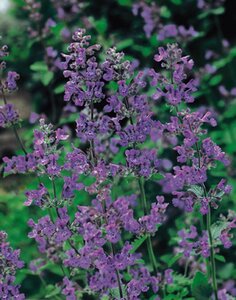 Nepeta 'Six Hills Giant' geen maat specificatie 0,55L/P9cm - afbeelding 3